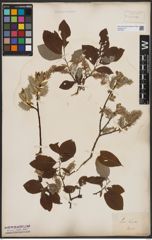 Foto von Salix caprea L.